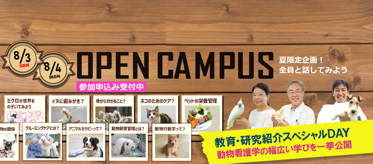 OC告知